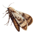 mite